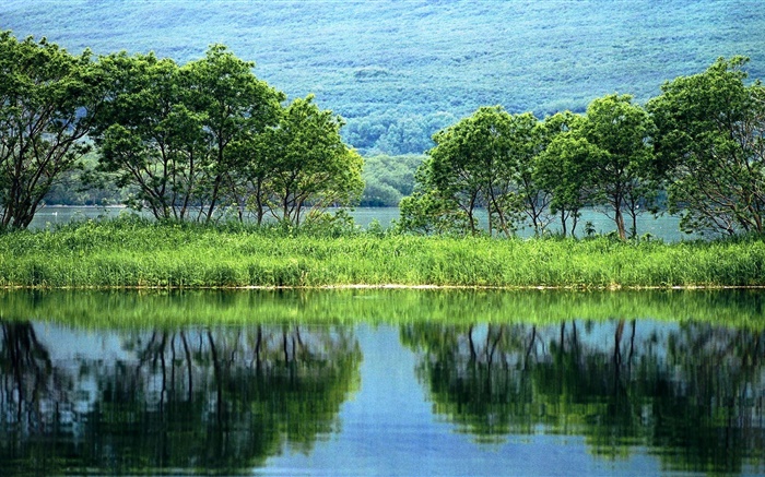 paisaje de la naturaleza, árboles, verde, río, la reflexión del agua Fondos de pantalla, imagen