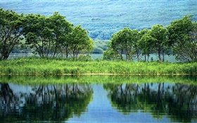 paisaje de la naturaleza, árboles, verde, río, la reflexión del agua