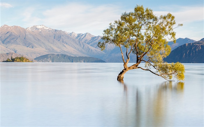 Nueva Zelanda, el lago Wanaka, montañas, árbol solitario Fondos de pantalla, imagen