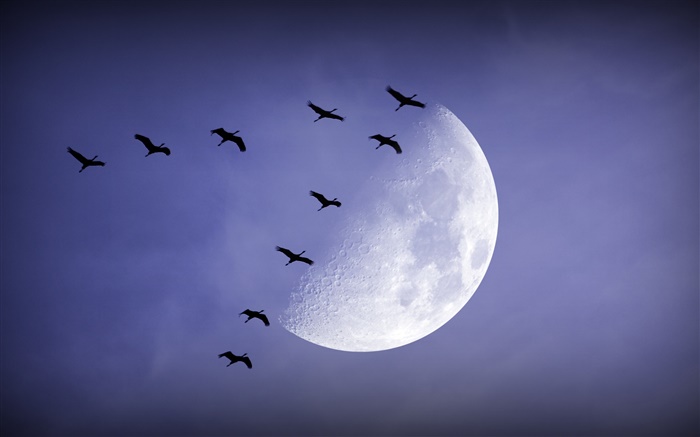 Noche, luna, los pájaros vuelan, el cielo Fondos de pantalla, imagen