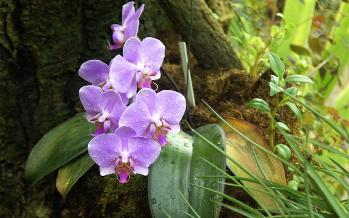 Orquídea, phalaenopsis, flores púrpuras, gotas de rocío Fondos de pantalla, imagen