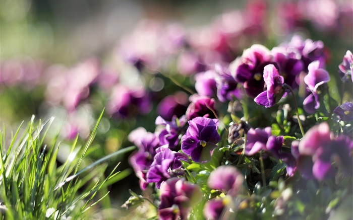 Pensamientos, flores de color púrpura, violeta, primavera Fondos de pantalla, imagen