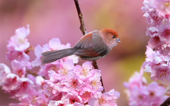 flores de color rosa, pájaro, jardín, primavera Fondos de pantalla, imagen