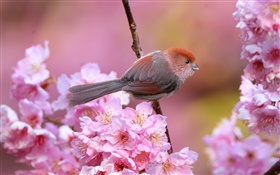 flores de color rosa, pájaro, jardín, primavera