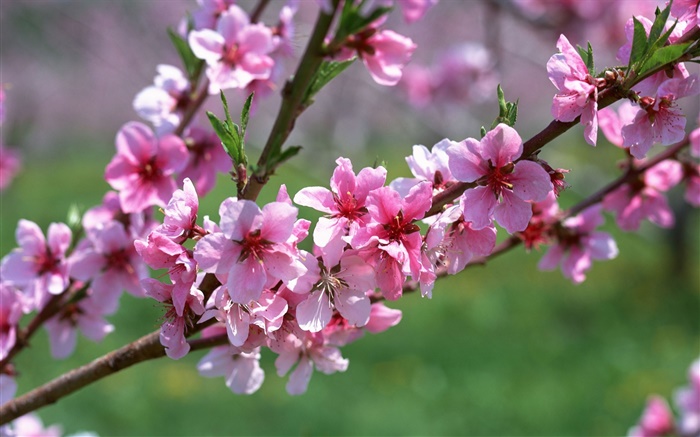 flores de color rosa, árbol, ramas, primavera Fondos de pantalla, imagen