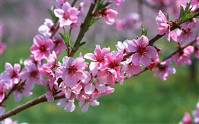 flores de color rosa, árbol, ramas, primavera