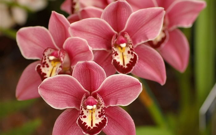 Phalaenopsis rosa, flores, orquídeas Fondos de pantalla, imagen