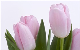 tulipanes, flores, hojas, gotas de agua de color rosa HD fondos de pantalla