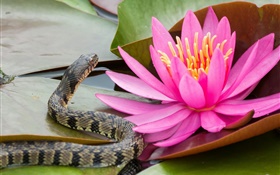 Lirio de agua rosado, flor, hojas, serpiente