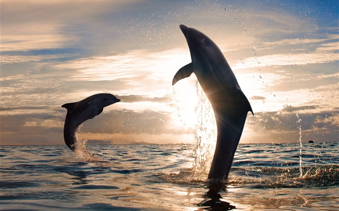 delfines saltando, salpicaduras de agua, el mar, la puesta del sol Fondos de pantalla, imagen