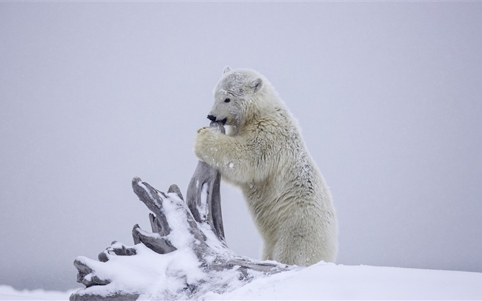 oso polar, oso de juego cachorro, invierno, nieve, Alaska Fondos de pantalla, imagen