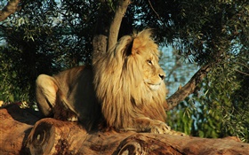Predator, el descanso león, árbol, hojas