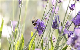 flores de color púrpura, lavanda, insecto, abeja