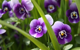 flores de color púrpura, pensamientos, hierba, verde HD fondos de pantalla