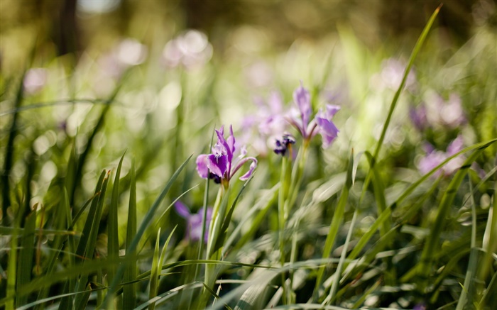 orquídea púrpura, flores, hierba verde Fondos de pantalla, imagen