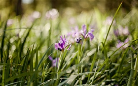 orquídea púrpura, flores, hierba verde