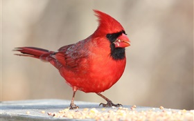 plumas rojas pájaro, pico, macro