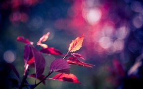 Hojas rojas de la fotografía macro, púrpura, bokeh, el deslumbramiento