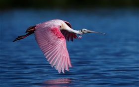 Espátula rosada, ibis, volar, lago HD fondos de pantalla