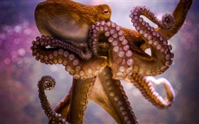 Animales de mar, pulpos, tentáculos, ventosas HD fondos de pantalla