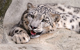 Nieve resto de leopardo, piedras HD fondos de pantalla