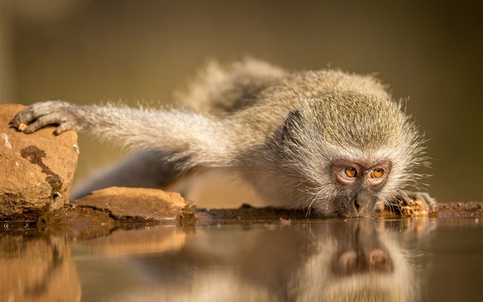 Sudáfrica, mono comiendo agua Fondos de pantalla, imagen