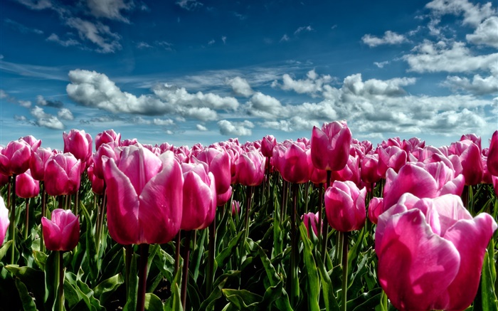 Primavera, tulipanes púrpuras, campo de flores Fondos de pantalla, imagen