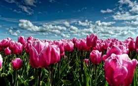 Primavera, tulipanes púrpuras, campo de flores