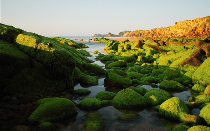 Piedras, rocas, algas, mar, musgo Fondos de pantalla, imagen