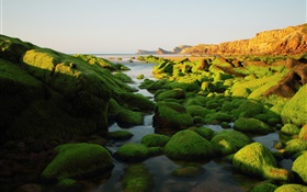 Piedras, rocas, algas, mar, musgo HD fondos de pantalla