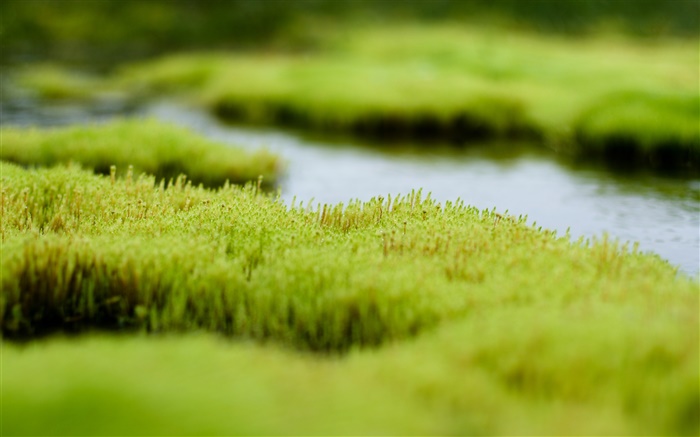 Pantano, hierba verde, el agua Fondos de pantalla, imagen