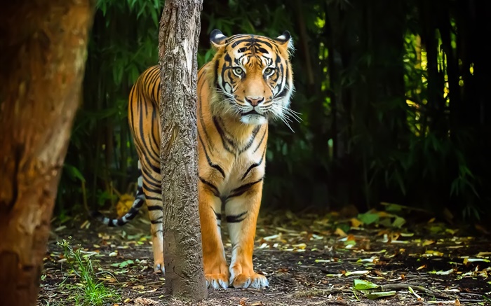 Tigre en el bosque, rayas Fondos de pantalla, imagen