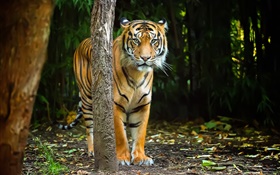Tigre en el bosque, rayas HD fondos de pantalla
