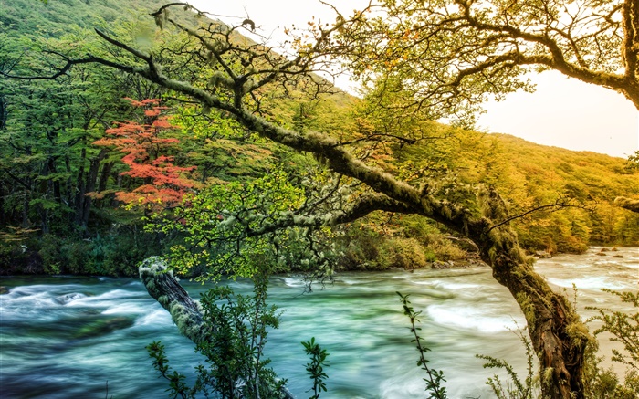 Árboles, río, montaña, musgo verde Fondos de pantalla, imagen