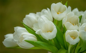 Tulipanes, flores blancas, ramo