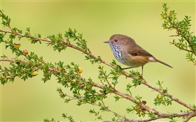 Ramitas, pájaro, marrón thornbill HD fondos de pantalla