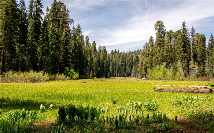EE.UU., California, parque nacional de secoya, bosque, árboles, hierba Fondos de pantalla, imagen