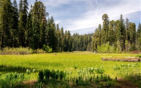 EE.UU., California, parque nacional de secoya, bosque, árboles, hierba