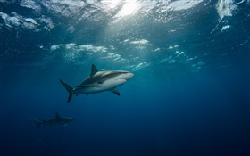 Subacuático, mar, tiburón, natación HD fondos de pantalla