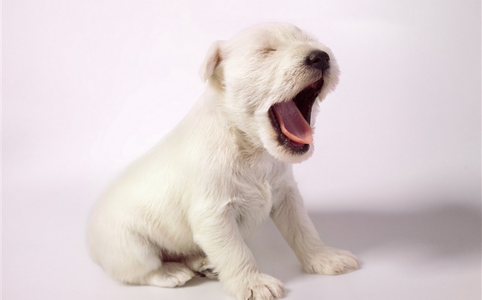 Perro blanco, bostezo lindo perrito Fondos de pantalla, imagen