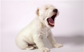 Perro blanco, bostezo lindo perrito HD fondos de pantalla