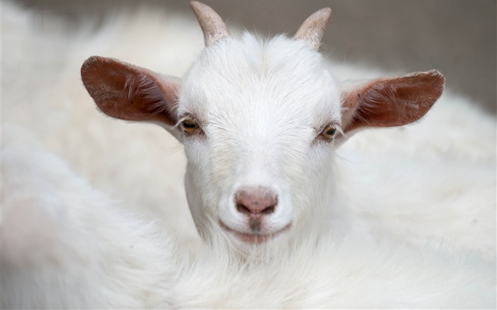 Blanco cabra, cuernos, cara, orejas Fondos de pantalla, imagen