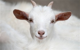 Blanco cabra, cuernos, cara, orejas HD fondos de pantalla