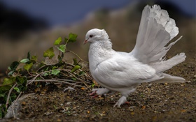 Paloma blanca, plumas, pájaro