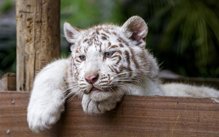 tigre blanco, gato grande, ojos azules Fondos de pantalla, imagen