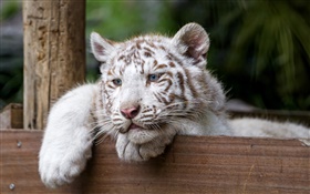 tigre blanco, gato grande, ojos azules