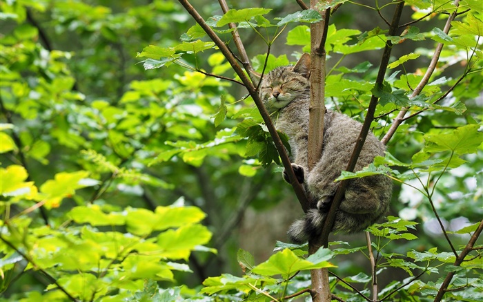 gato salvaje que duerme en el árbol, las hojas verdes Fondos de pantalla, imagen