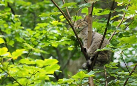 gato salvaje que duerme en el árbol, las hojas verdes HD fondos de pantalla