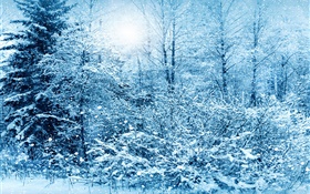 Invierno, árboles, abeto, nieve blanca