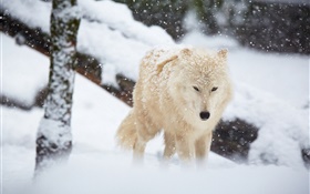 Invierno, lobo, nieve